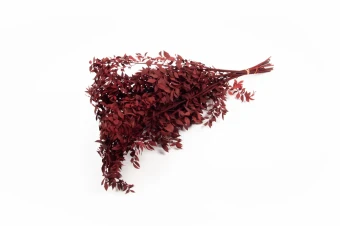 Ruscus gepreserveerd bordeaux