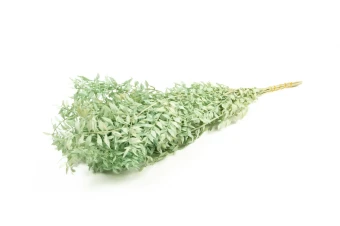 Ruscus gepreserveerd mintgroen