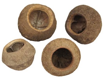 Sapucaja Gigante app. 12-14 cm
