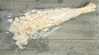 Wild Scabiosa gepreserveerd gebleekt 100 gr.