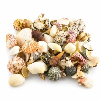 Schelpen mix large 3-7 cm 1 kg - Bloemschikmateriaal - dentergem