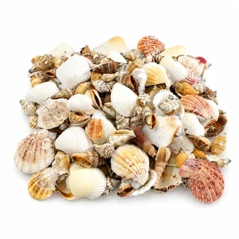 Schelpen mix medium 3-5 cm 1 kg - bloemschikmateriaal - Dentergem