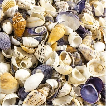 Schelpen mix small 1-3 cm 1 kg