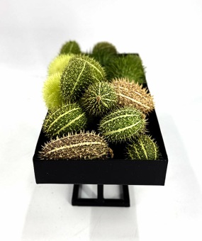 Sierfruit-cucumis-mix