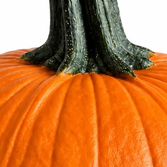 Sierkalebas Cucurbita Halloween 20-25 cm - Dentergem - bloemschikmateriaal