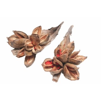 Sororoca Penca 35x25 cm