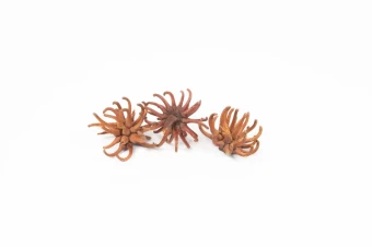 Spidergum Claw 10 st. naturel