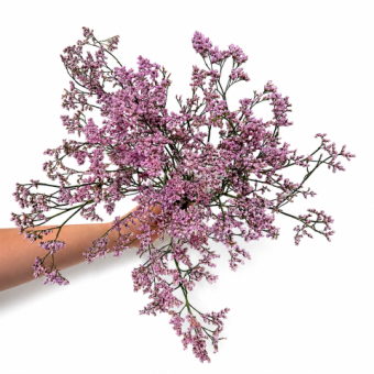 statice limonium roze 5 takken dentergem