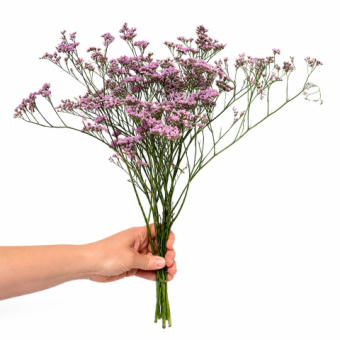 statice limonium roze 5 takken dentergem