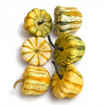 Sweet Dumpling pompoen ivoor groen 12 cm - Dentergem - bloemschikmateriaal