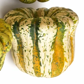Sweet Dumpling pompoen ivoor groen 12 cm - Dentergem - bloemschikmateriaal