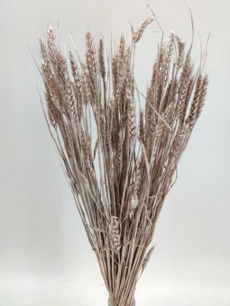 Triticum champagne