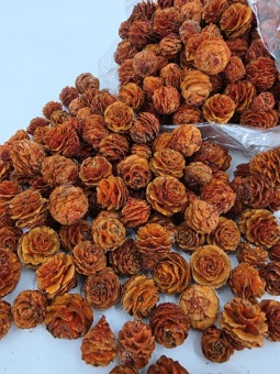 Tortum Oranje 250 gr.