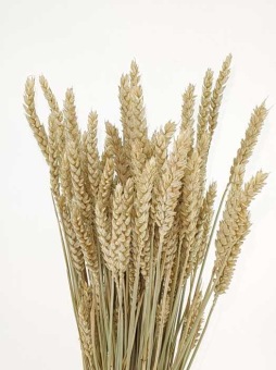 Triticum natural sunbleached