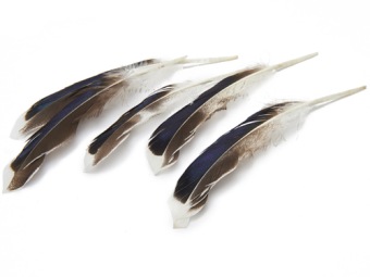 Plumes de canard 10-15 cm 50 p.