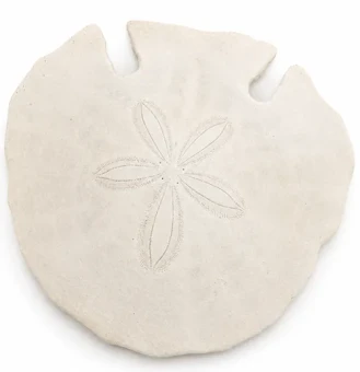 Zanddollar Arrowhead 12-15 cm 4 st - bloemschikmateriaal - dentergem
