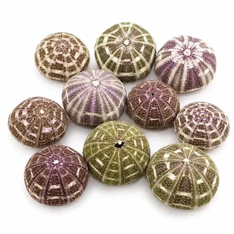 Zee egel 6-8 cm (Sea urchin alfonso) 10 st - Bloemschikmateriaal - Dentergem