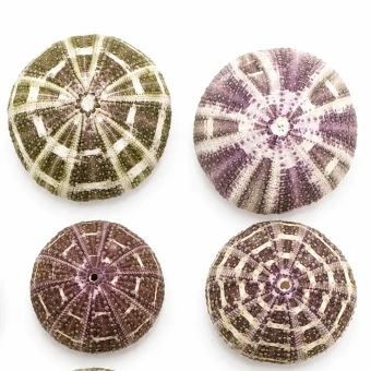 Zee egel 6-8 cm (Sea urchin alfonso) 10 st - Bloemschikmateriaal - Dentergem