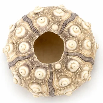 Zee egel Sputnik ca 6 cm 12 st - bloemschikmateriaal - Dentergem