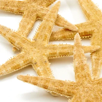 zeester 5-7 cm sugar starfish - bloemschikmateriaal - Dentergem