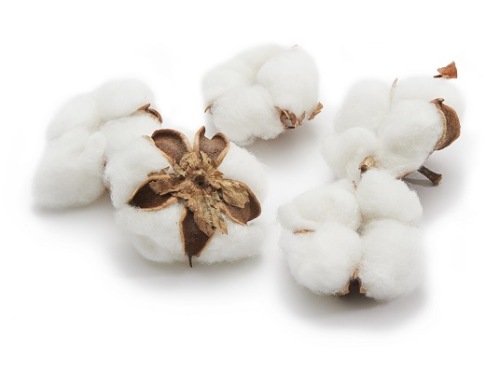 Fleur de coton 12 p.