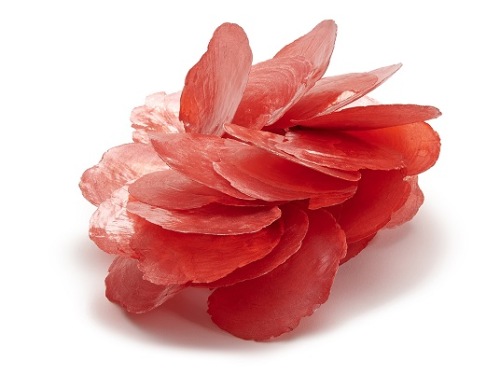 Capiz Dia Rood 5-10 cm 250 gr.