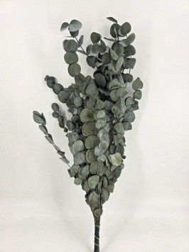 Eucalyptus Cinerea Gepreserveerd Groen