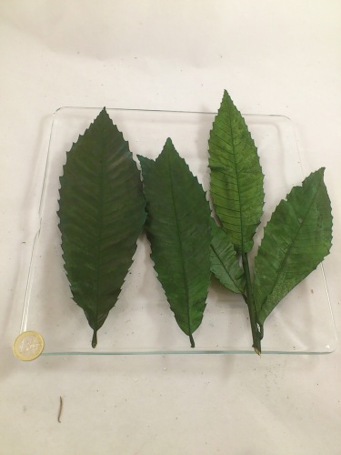 chestnut leaf colored olive green 300 350 gr bloemschikken