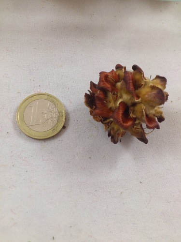 Pinus pubescens 1 kg. +/- 200 St.