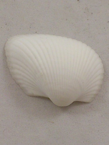 Arca Arca 4-5 cm 200 gr.