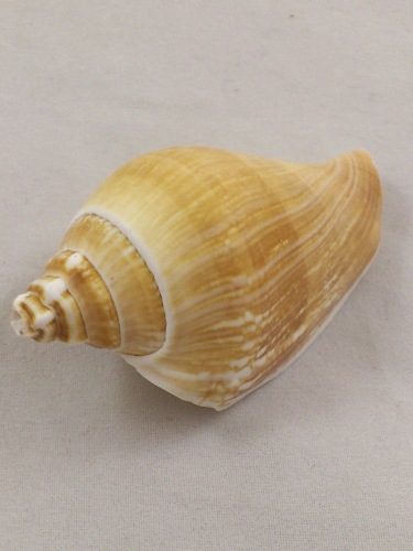 Strombus Canarium 5-7 cm 1 kg.