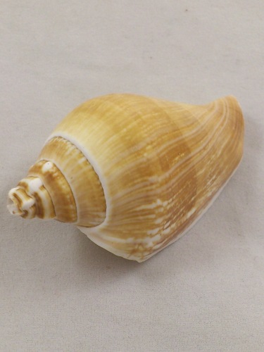 Strombus Canarium 5-7 cm 1 kg.