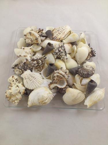 Shells mix black-white 3-8 cm 1 kg.