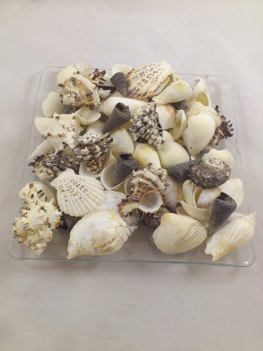 Coquilles mix noir-blanc 3-8 cm 1 kg.