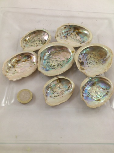 Abalone mini 5-8 cm 100 gr.