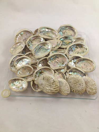 Abalone mini 5-8 cm 600 gr.