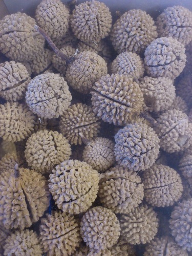 Bullet fruit bleached 250 gr.