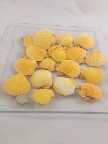 Pecten Vexillum orange 4-5 cm 200 gr.