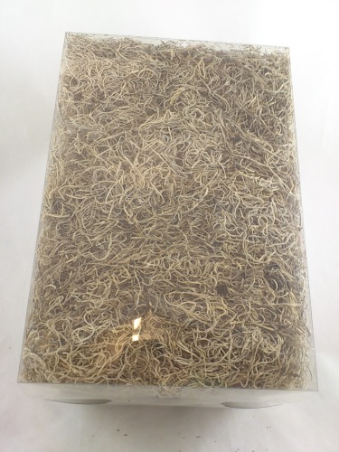 Tilancia moss 500 gr. +100 gr Free natural