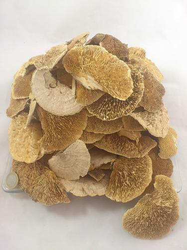 Sponge mushroom small 810 cm natural 500 gr.