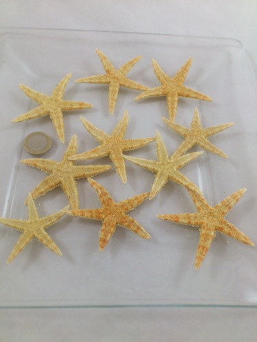 Sugar starfish 5-7 cm 10 p.