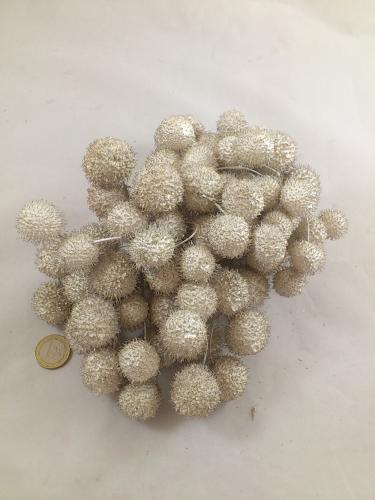 Platane Frucht  250 gr. Perle weiß