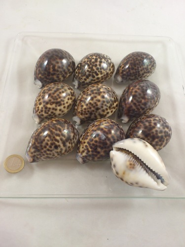 Cyprea Tigris 7 cm 10 p.