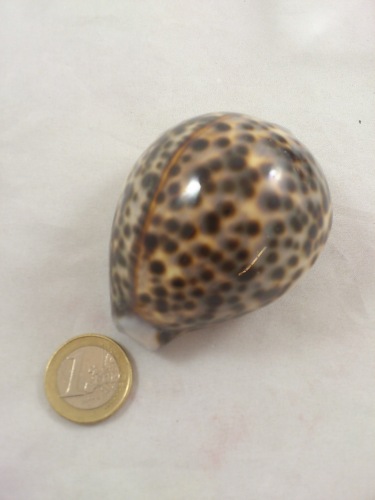 Cyprea Tigris 7 cm 10 p.