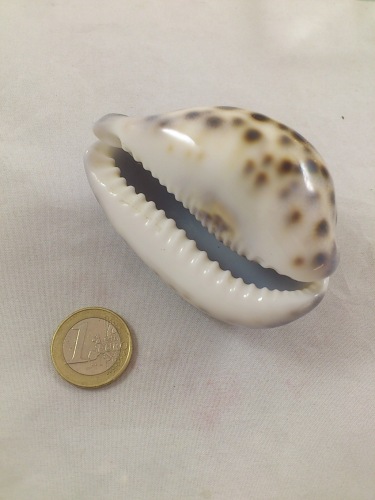 Cyprea Tigris 7 cm 10 p.
