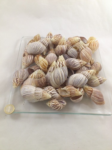 Japanese land snail 5-8 cm 500 gr.