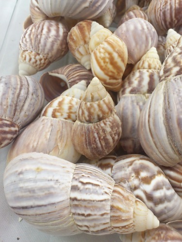 Japanese land snail 5-8 cm 500 gr.