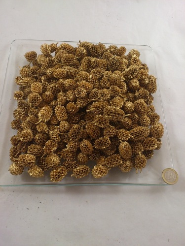 Casuarina 500 gr. goud