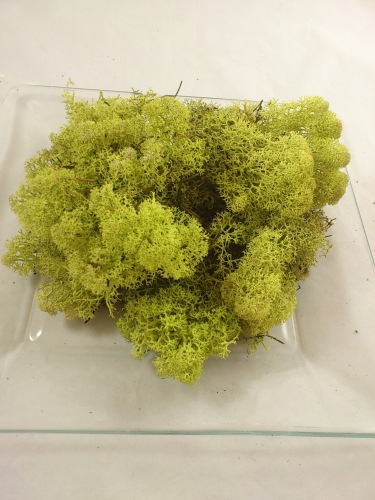 Reindeer moss 40 gr. lightgreen