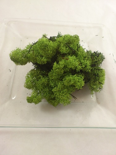 Reindeer moss 40 gr. mossgreen